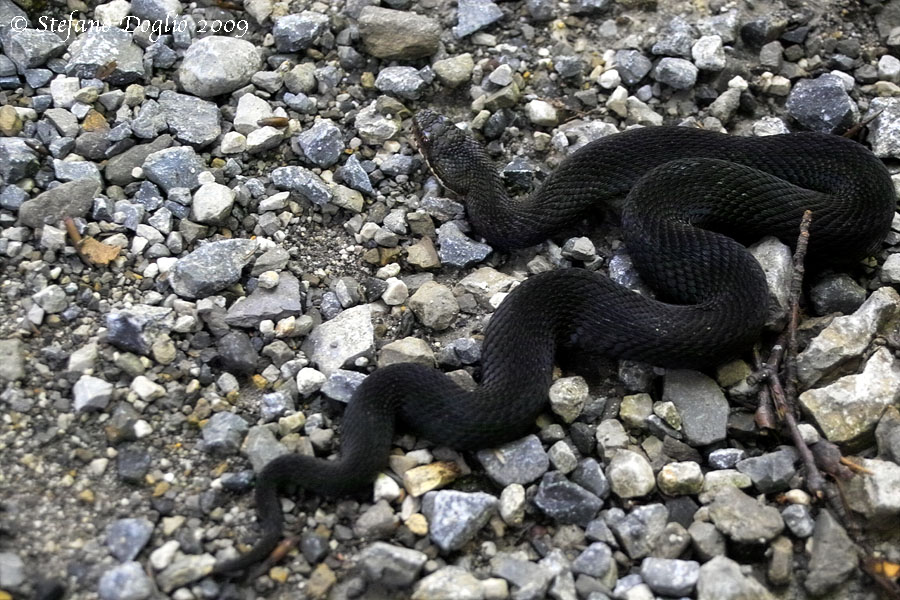 Vipera berus melanica